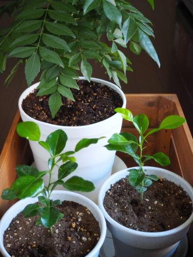 バイマックルー（こぶみかんの葉）