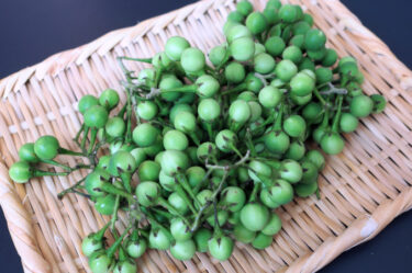 すずめなす（マクアプアン/มะเขือพวง）