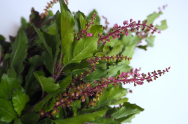 ガパオ（กะเพรา）